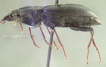Media type: image;   Entomology 600431 Aspect: habitus lateral view